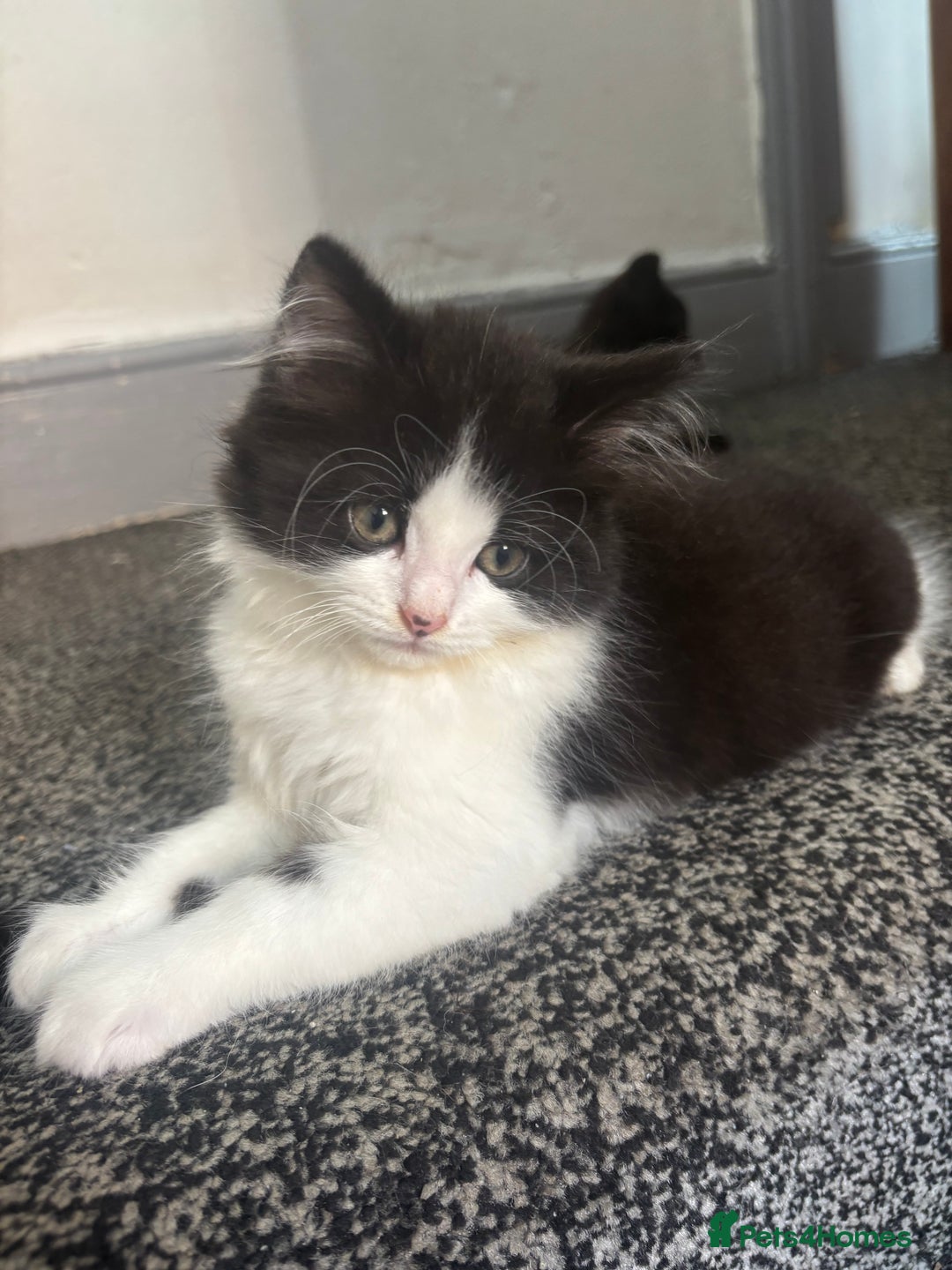 British Longhair cats for sale: 2 kittens for sale - Image 4