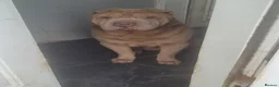 Shar Pei dogs for stud: Lilac male for stud  - Advert 2