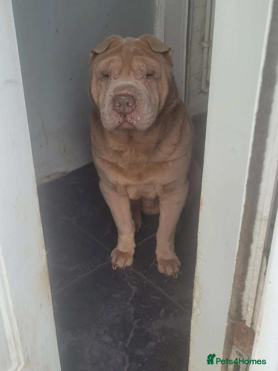 Shar Pei dogs for stud: Lilac male for stud  - Advert 2