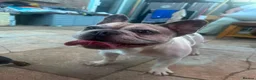 French Bulldog dogs for sale: Zeusy - Advert 7
