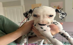 Dalmatian dogs for sale: Dalmatian Puppies 1 GIRL LEFT - Image 3
