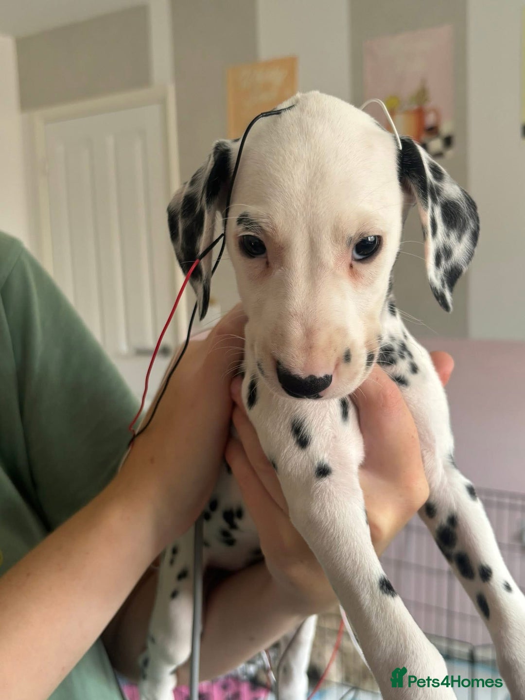 Dalmatian dogs for sale: Dalmatian Puppies 1 GIRL LEFT - Image 3