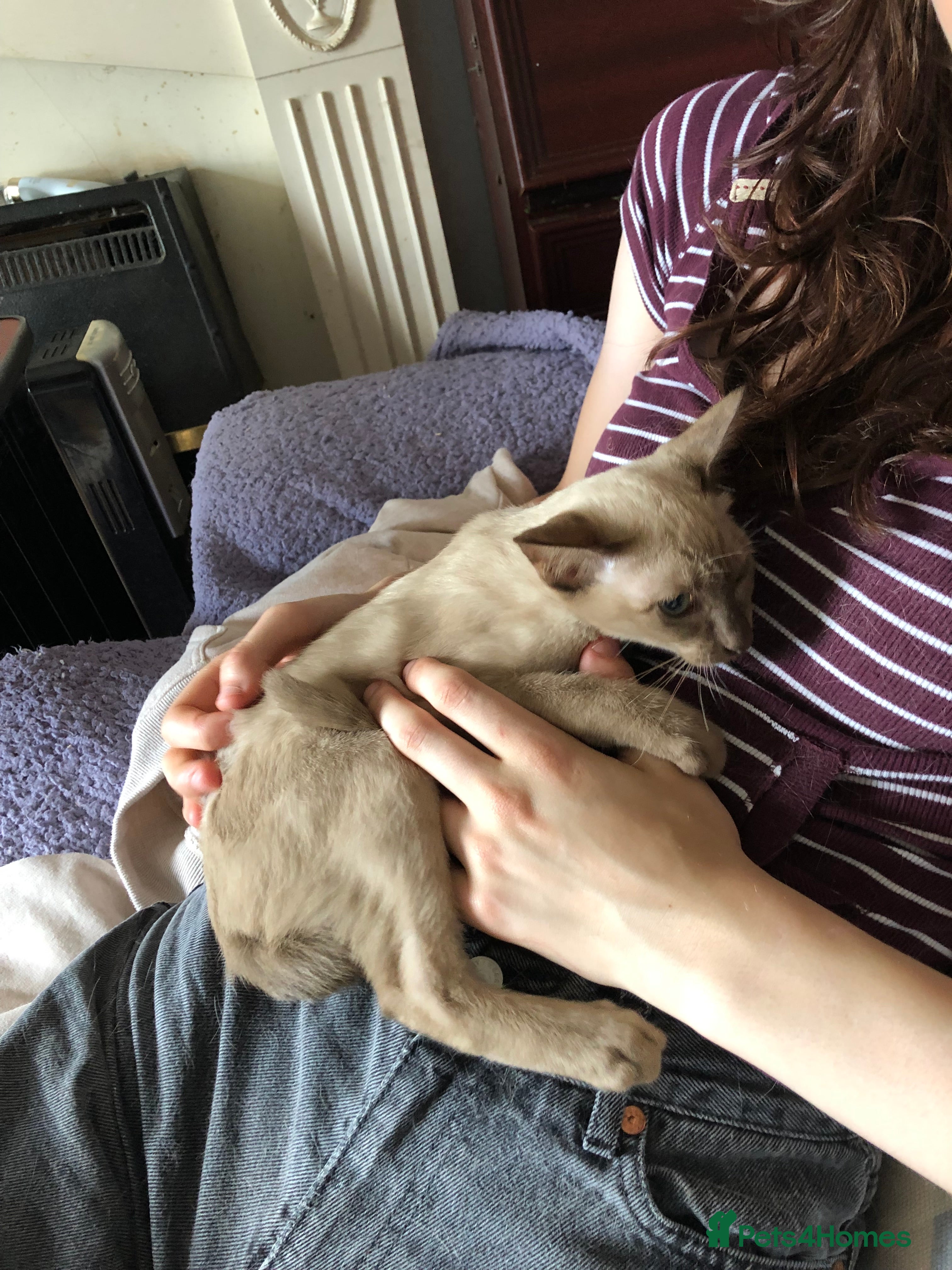 Tonkinese cats One boy, one girl beautiful Tonkinese kittens - Advert 1