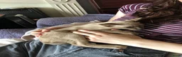 Tonkinese cats for sale: One boy, one girl beautiful Tonkinese kittens - Advert 1