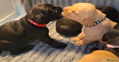 Labrador Retriever dogs - Advert 5