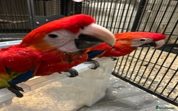 Macaws birds for sale: Hand Reared Baby Scarlett Macaws  - Image 2