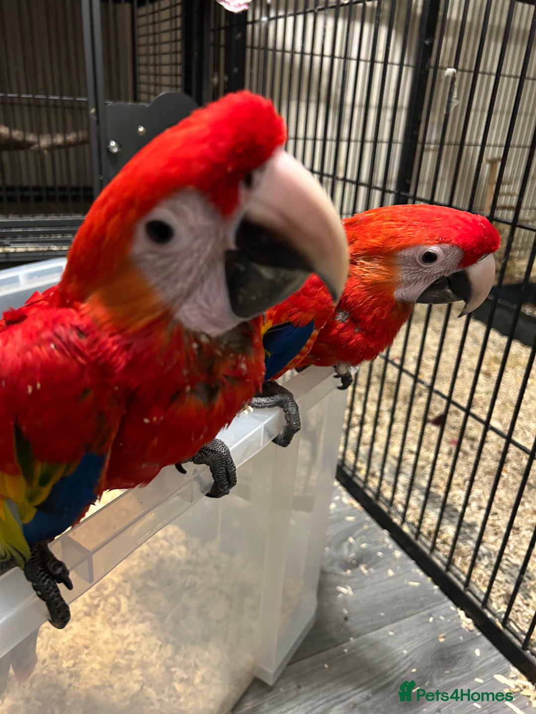 Macaws birds for sale: Hand Reared Baby Scarlett Macaws  - Image 2