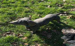 Miniature Dachshund dogs for stud: KC REG BLUE STUD EXTENSIVELY HEALTH TESTED  in Kidderminster - Image 6