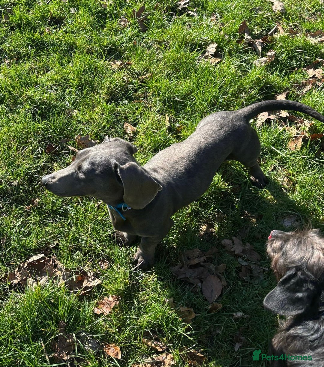 Miniature Dachshund dogs for stud: KC REG BLUE STUD EXTENSIVELY HEALTH TESTED  in Kidderminster - Image 6