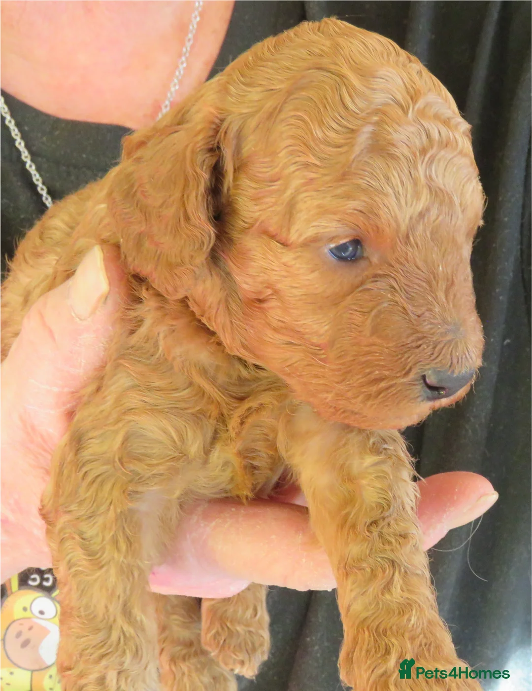 Cockapoo dogs for sale: Beautiful DNA Health tested Cockapoos - Advert 8