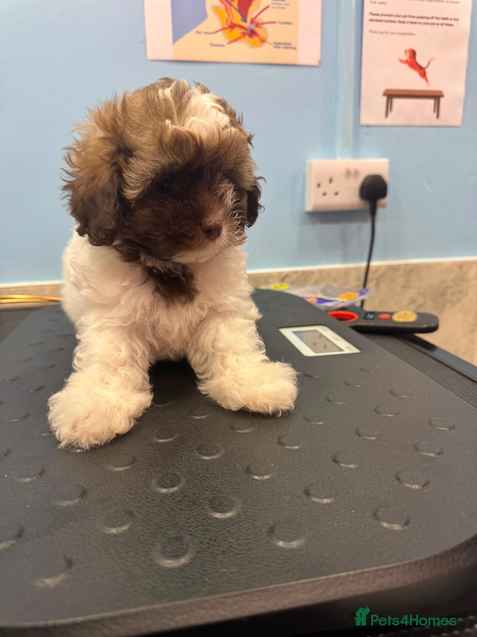 Shihpoo dogs Imperial toy Shih poo puppies  - Advert 1