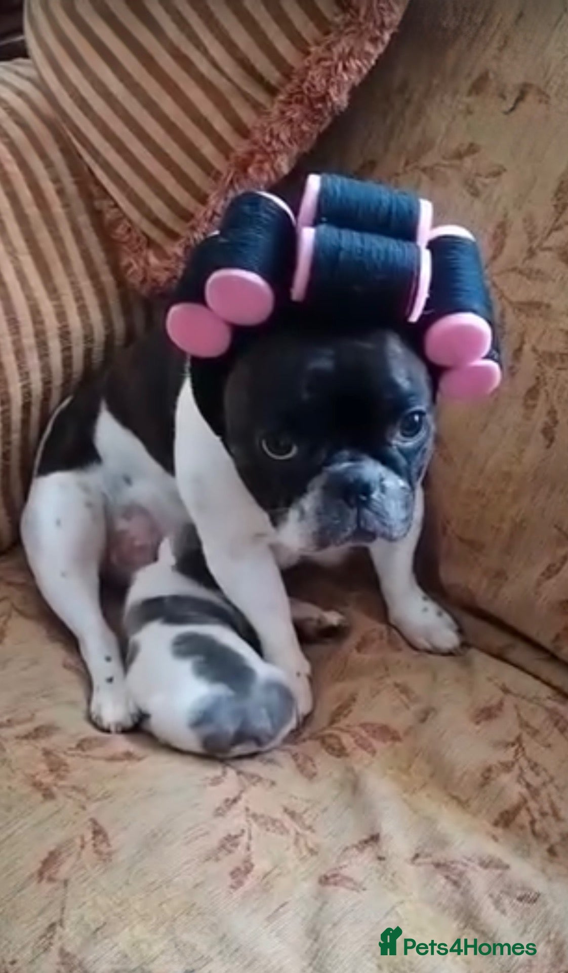 French Bulldog dogs French bulldog need new home 1 year 11 months - Advert 7