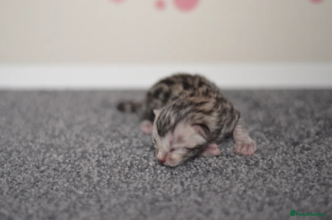 Bengal cats for sale: 🧬LIMITED BENGAL KITTENS🧬 2 females left - Advert 37