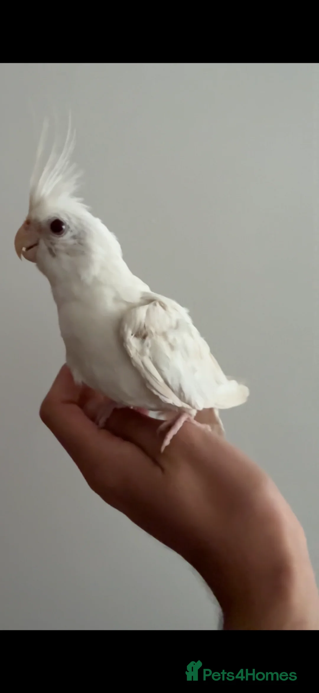 Cockatiels birds for sale: Tamed cockatiel chicks for sale - Advert 2