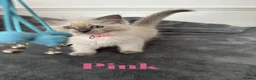 Ragdoll cats for sale: Beautiful Ragdoll Kittens  - Advert 7