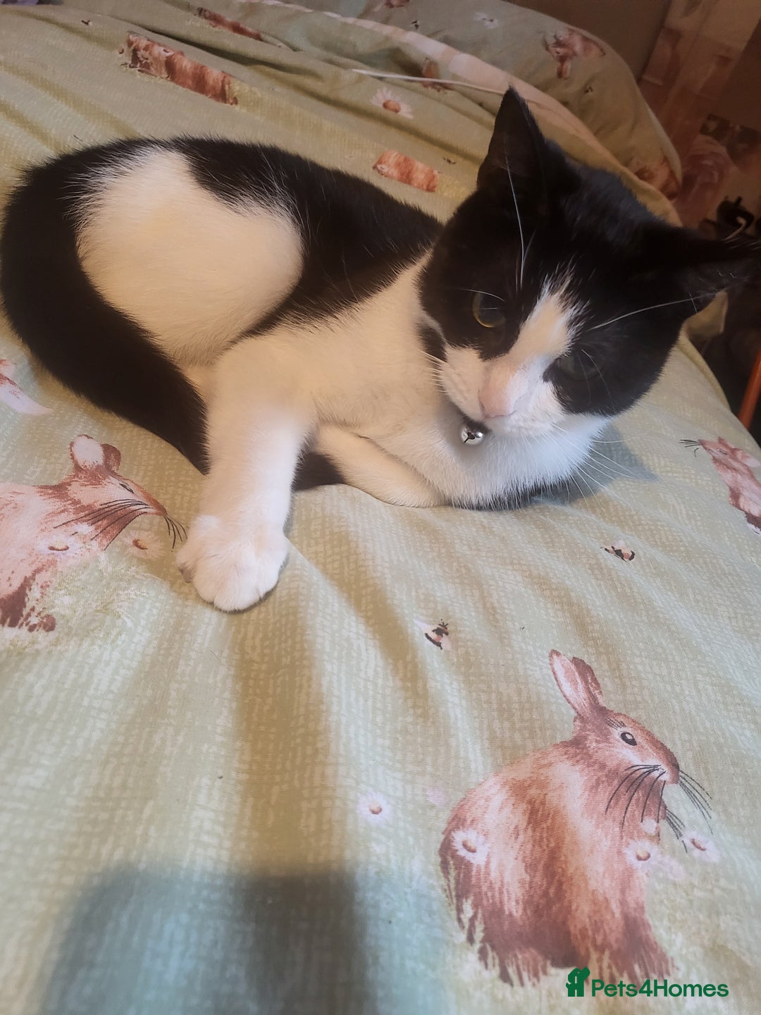 Mixed Breed cats for sale: 12 month old female  - Advert 3
