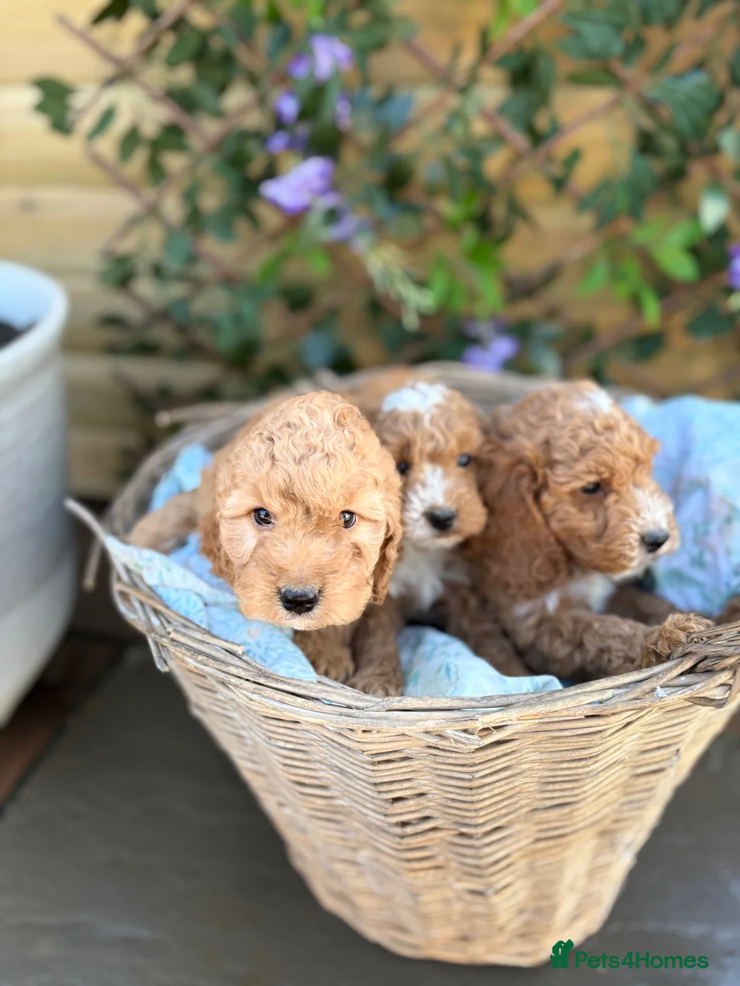 Cockapoo dogs for sale: Beautiful cockapoo puppys - Advert 10