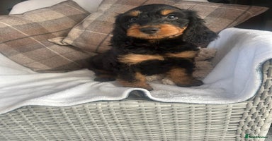 Cockapoo dogs - Advert 3