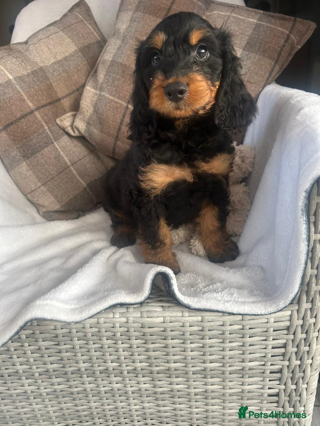 Cockapoo dogs for sale: F1 miniature gorgeous cockapoo puppies  - Image 4