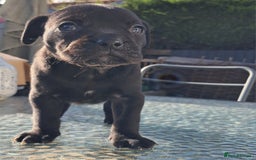 Mixed Breed dogs for sale: Frenchbulldog cross puppies  - Image 13