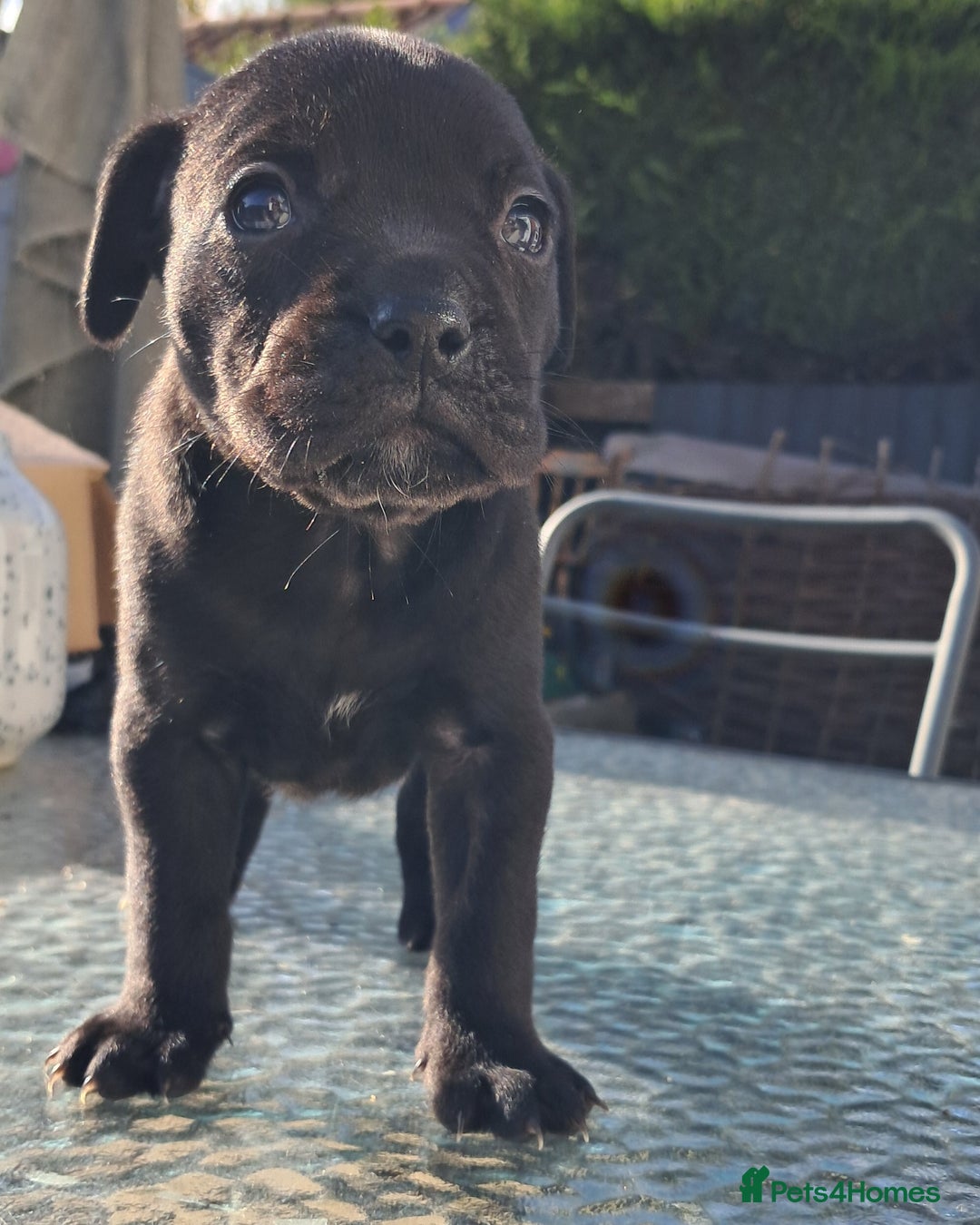 Mixed Breed dogs for sale: Frenchbulldog cross puppies  - Image 13