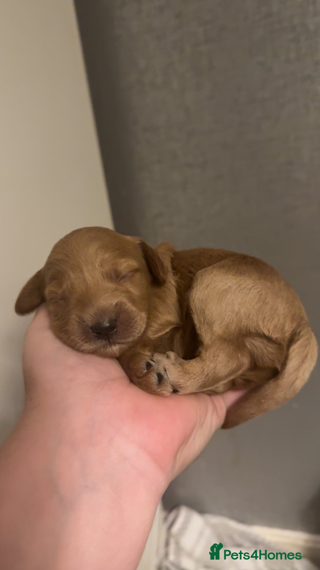 Cockapoo dogs for sale: F1 Cockapoos - Advert 14