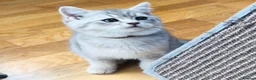British Shorthair cats for sale: GCCF/TICA British Shorthair Kittens–Champion Lines - Advert 11