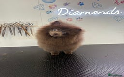 Pomeranian dogs for sale: Lilac girl - Advert 6