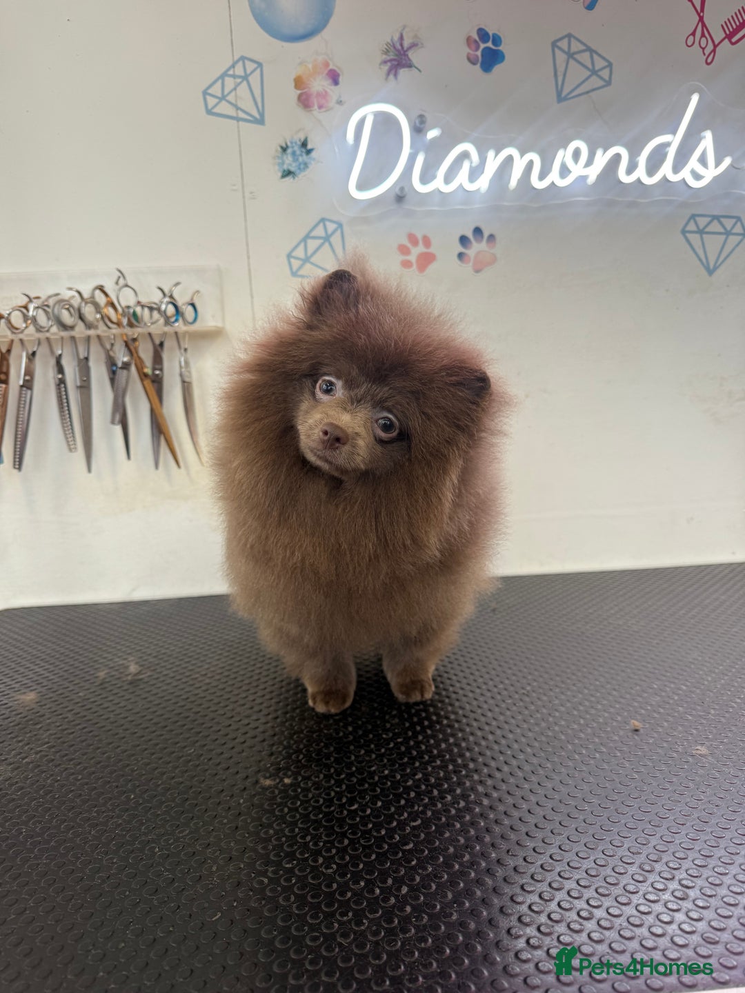 Pomeranian dogs for sale: Lilac girl - Advert 6