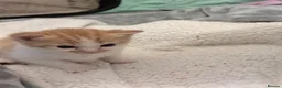Mixed Breed cats for sale: Adorable kitten - Advert 8