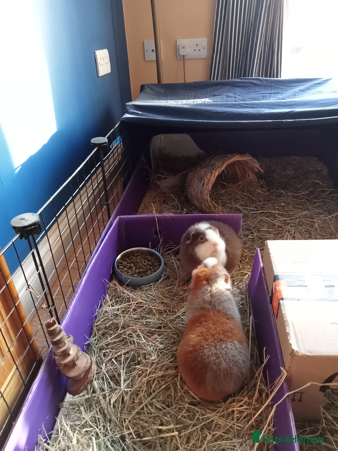 Guinea Pig rodents for sale: 2 X teddy bear guinea pigs Fudge & Toffee - Advert 4