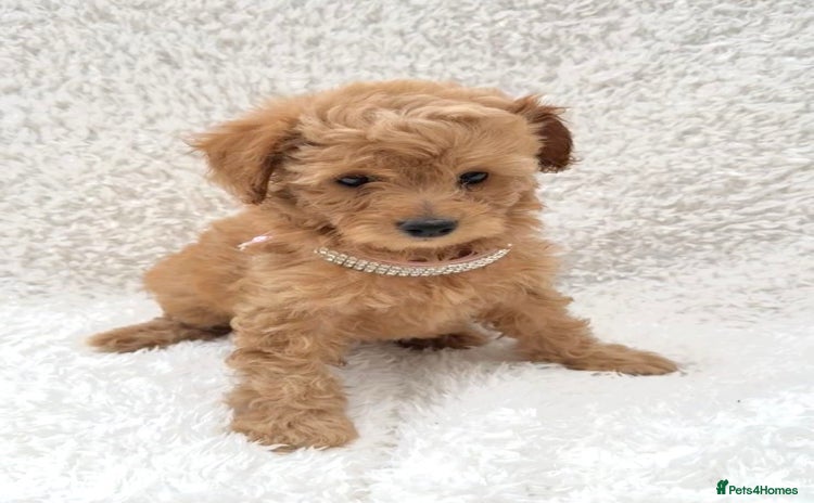 Cockapoo dogs - Advert 2