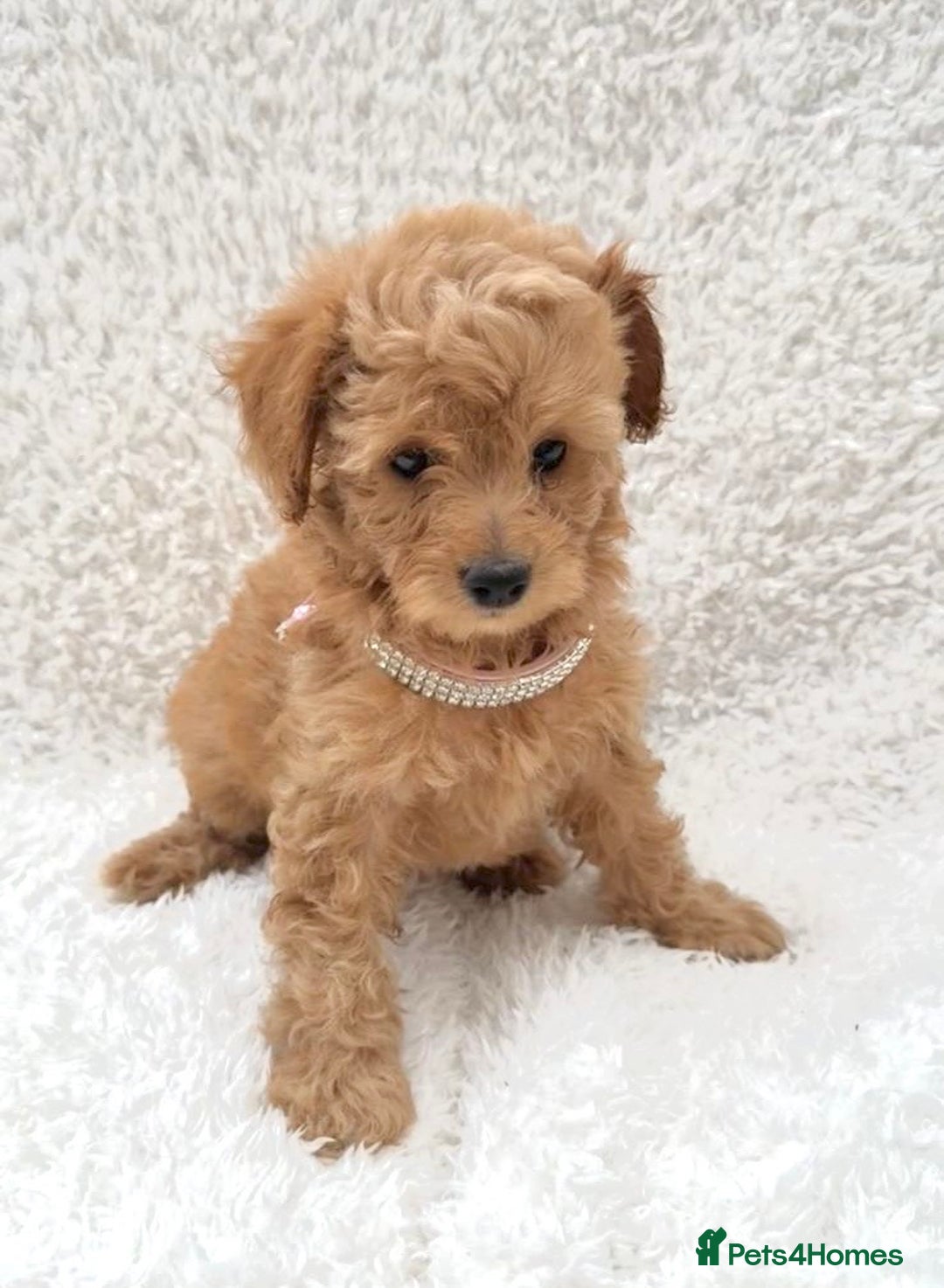 Cockapoo dogs for sale: Stunning cockapoo’s  - Image 1