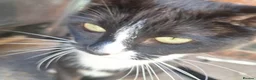 Mixed Breed cats for sale: Siamese British Shorthair Mix Good homes only - Advert 3