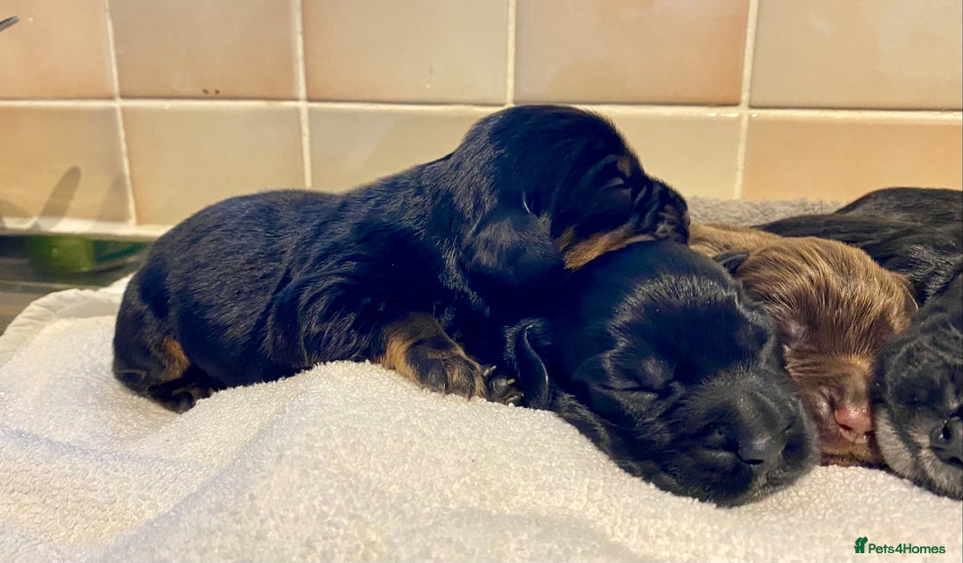 Cocker Spaniel dogs for sale: Working Cocker Spaniel Pups - Image 3