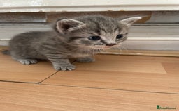 Egyptian Mau cats for sale: Egyptian mau kittens  - Image 3
