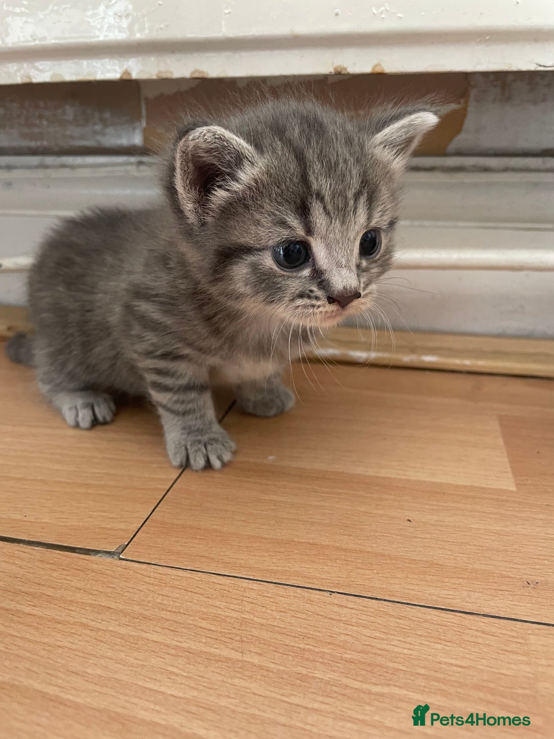 Egyptian Mau cats for sale: Egyptian mau kittens  - Image 3
