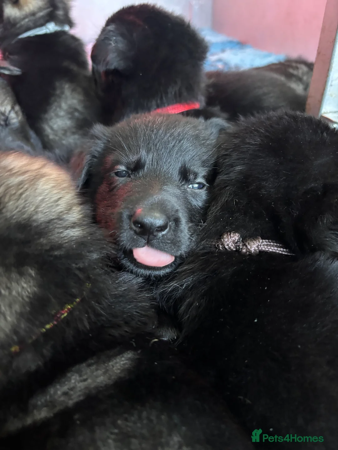 German Shepherd dogs for sale: German Shepherd Puppies  - Advert 9