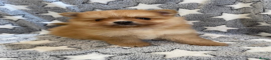 Pomeranian Puppy 7