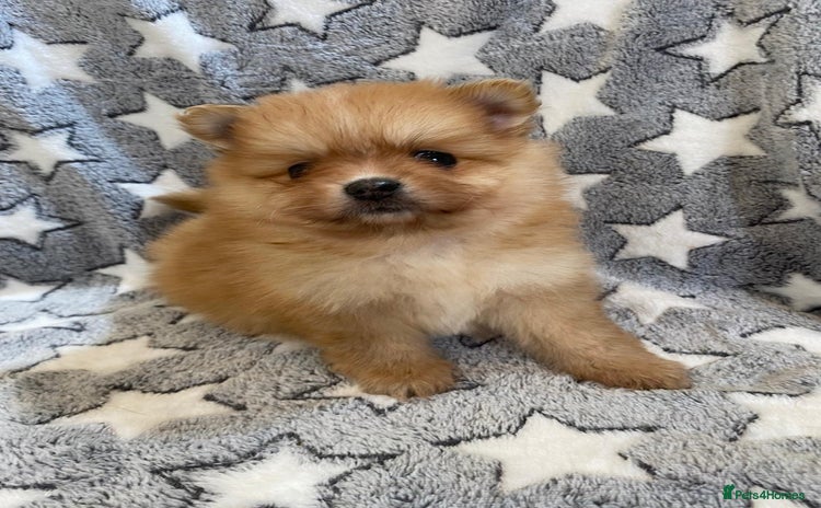 Pomeranian dogs - Advert 2