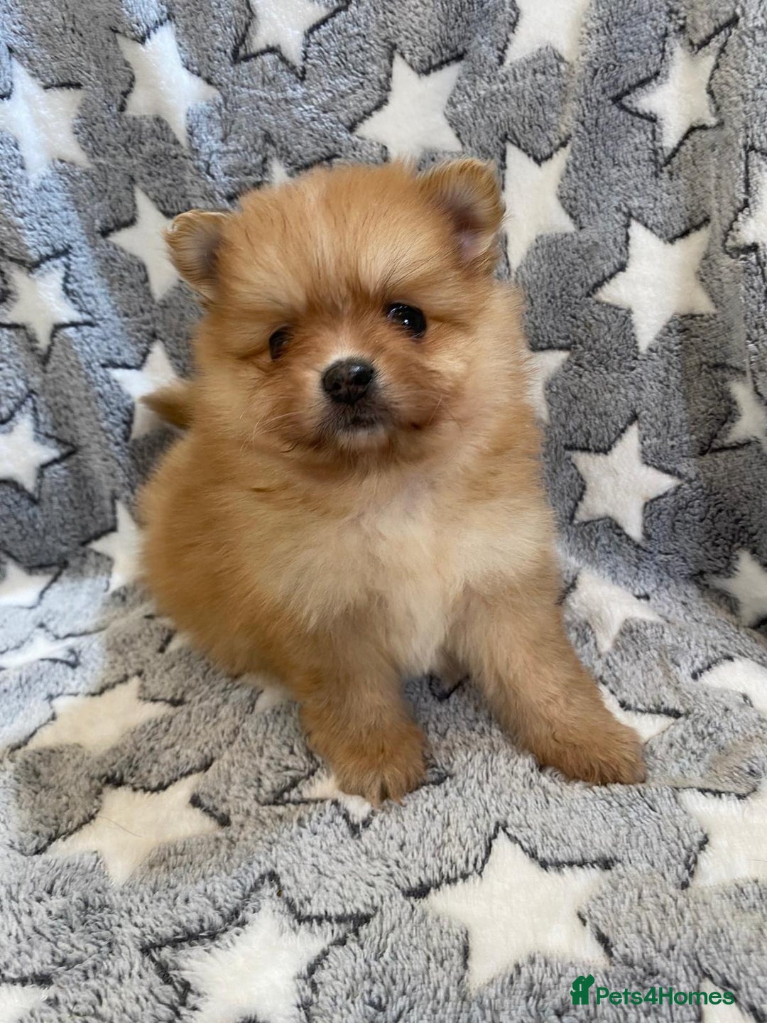 Pomeranian dogs for sale: Pomeranian puppies - Image 1