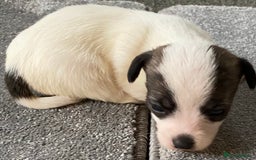 Jack Russell dogs for sale: 6 Jack Russell Puppies  - Advert 13