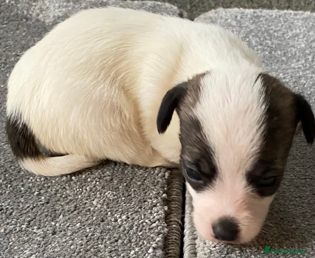 Jack Russell dogs for sale: 6 Jack Russell Puppies  - Advert 13