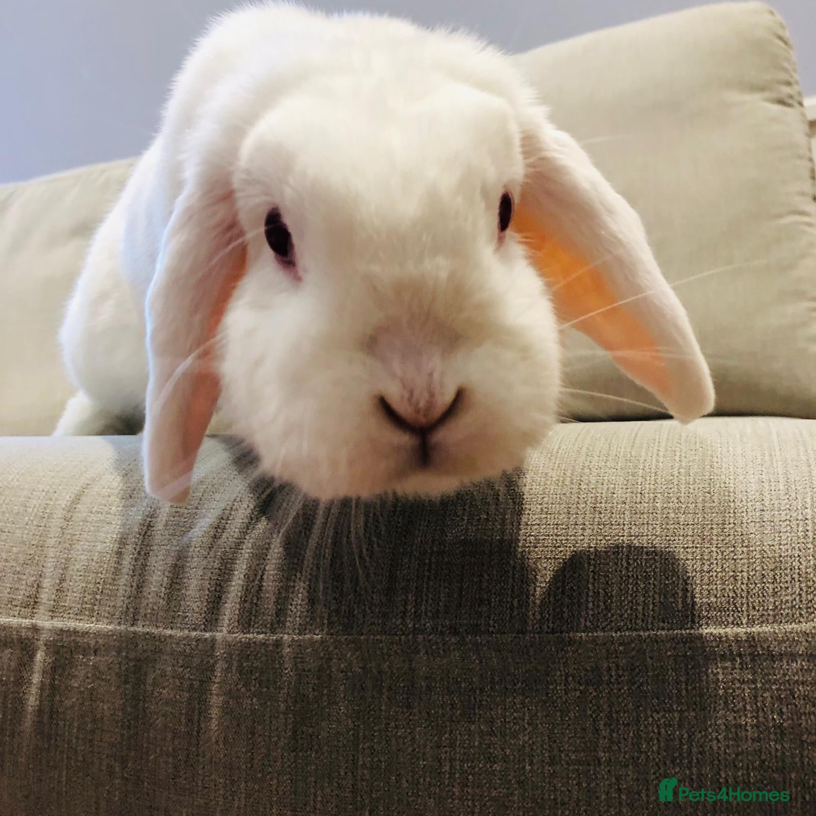 Mini Lop rabbits Beautiful house rabbit doe - albino mini lop  - Advert 1