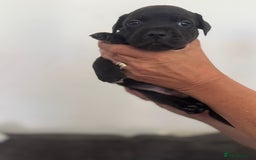 Staffordshire Bull Terrier dogs for sale: Staffordshire bull terrier pups - Image 4