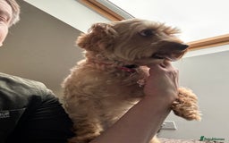 Cavapoo dogs for sale: Lovely Dog needs new home - Image 2