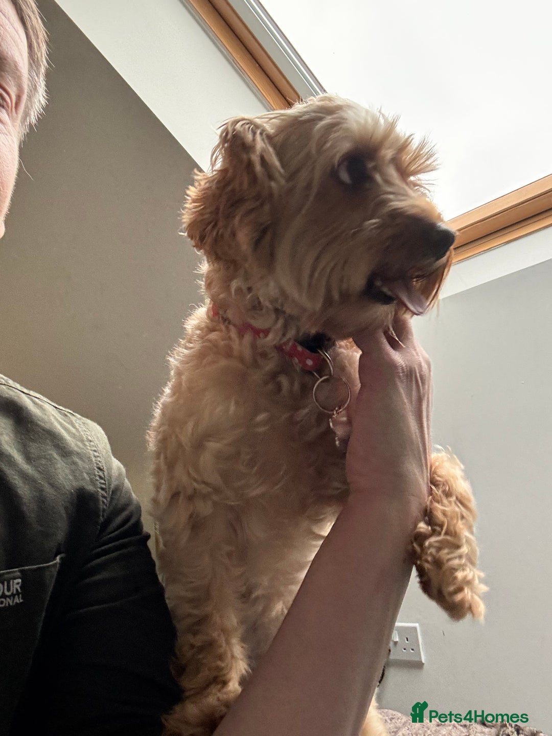 Cavapoo dogs for sale: Lovely Dog needs new home - Image 2