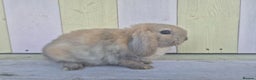 Mini Lop rabbits for sale: 💙 Beautiful and friendly mini lop boys 💙 - Advert 3