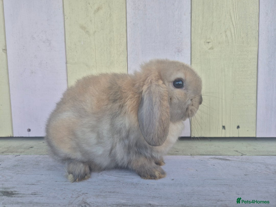 Mini Lop rabbits for sale: 💙 Beautiful and friendly mini lop boys 💙 - Advert 3
