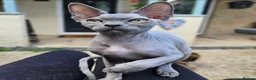 Sphynx cats for sale: Cuddly, friendly sphynx cat in Whitchurch - Advert 5